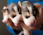beagle breeder