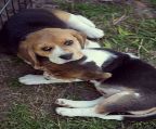 beagle puppies, litter 2 boys 1 girl