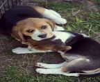 puppies born 4 weeks