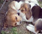 pups for sale ready, $800