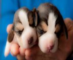 cute puppy beagle