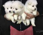 teacup Pomeranian  puppies for sale asap 