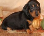 Miniature Dachshund  Puppies for Sale