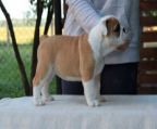 This is beautiful red and white piebald male that<br>will be heavy bone , with a flat face and should<br>have awesome wrinkles. I have posted a photos<br>of puppies from a previous breeding from same<br>sire. He will come with a 1 year health guarantee<br>and a lifetime of support from us. Ferrari will be<br>UTD on his shots and dewromings as well as vet<br>health certificate.