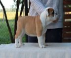 This is beautiful red and white piebald male that
<br>will be heavy bone , with a flat face and should
<br>have awesome wrinkles. I have posted a photos
<br>of puppies from a previous breeding from same
<br>sire. He will come with a 1 year health guarantee
<br>and a lifetime of support from us. Ferrari will be
<br>UTD on his shots and dewromings as well as vet
<br>health certificate.