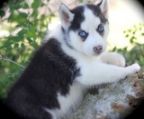 white blue eyes siberian puppies for sale
