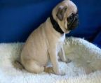 Fawn pug puppies for sale
