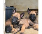 Belgian shepherd Malinois puppies for sale