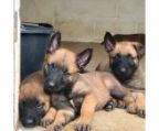 Belgian shepherd puppies for sale