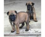 Belgian shepherd breeder Australia
