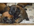 Belgian shepherd puppy sale