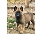 puppies belgian shepherd Pedigree CBCK