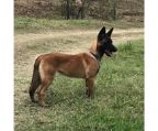 belgian shepherd Pups, 2 male and 3 female,  check price