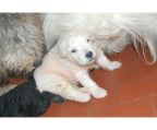 check price bergamasco puppies breed