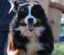 At Apple Kennel we breed only bernese mt. 
We are very proud of our competition puppies, 3 girls y this moment.