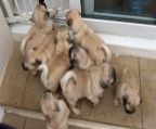 Cute mini pug pug puppies for adopcion45