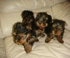 Gift juicy yorkshire terrier puppies for adoption home /