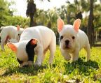 Gift excellent french bulldog puppies