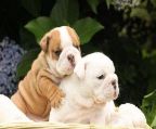 Cute English bulldog puppies for adoption;