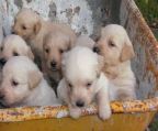 Gift golden retriever puppies for adoption home \′.1    Gift golden retriever puppies for adoption home \′.1