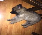 Puppies for sale belgian shepherd groenendael