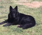 litter of puppies belgian shepherd groenendael