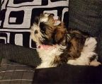 shih tzu for sale white and coffee