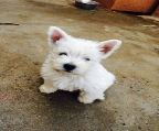 western terrier puppy for sale