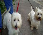 two lovely west highland terrier for sale