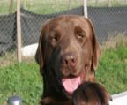 Labrador Retriever  brown for sale
