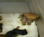 1 female dachshund sale