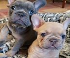 French Bulldog puppies puppy of your dreams<br>Only amazing & healthy french bulldogs here<br>Puppies available for adoption<br>Deposits are Open to secure the dog. More pictures can be sent for Serious inquiries only.