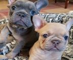 French Bulldog puppies puppy of your dreams
<br>Only amazing & healthy french bulldogs here
<br>Puppies available for adoption
<br>Deposits are Open to secure the dog. More pictures can be sent for Serious inquiries only.