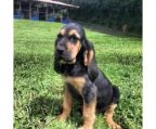 bloodhound pups avaliable
