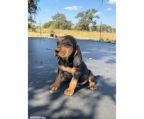 New litter Puppies Bloodhound