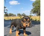 Bloodhound puppy sale