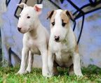 Bullterrier Standard puppies for sale