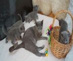 Pure breed Russian blue Kittens for sale