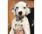 white coat puppy born microchip vaccination vet