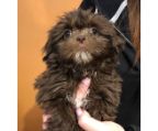 Shih Tzu brown color, 2 pups avaliable