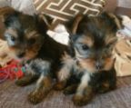Teacup Yorkshire Terrier Puppies