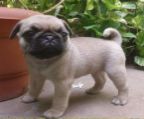 We are pleased to announce the safe arrival of our cocos first litter of Beautiful pedigree pug puppies
<br>We have 3 boys available and one girl
<br>Puppies are 3 months old , will be reared in our family home used to household noise and children
<br>Mum is our family pet coco who is very loving kind and very clever
<br>Dad is my brothers dog reggie who is also good with children and has a lovely temperament
<br>Puppiess will be wormed with panacure every 2 weeks and will be weaned onto royal canin dry puppy food
<br>Puppies will leave with health check first injection microchip some royal canin food toys and blanket with mums scent on and 4 weeks petplan insurance
<br>Please no full time workers must go to loving homes
<br>Mum and dad can be seen