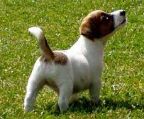 irish jack russell terrier DOG PUPPIES FOR SALE
