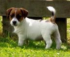 jack russell PUREBRED FOR RESERVATION