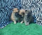 BEAUTIFUL chow chow PUPPIES 2 BOYS 2 GIRLS AVAILABLE