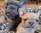 PEDIGREE,AKC french bulldog puppies