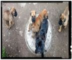 offers Bullmastiff Dog Puppies