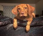 vizsla puppies for sale, Purebred, microchipped and vaccinated, ready for their forever home