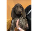 Magnificent puppies are purebred, 10 weeks old, dewormed and vaccinated. These beautiful pups make wonderful family pets with their loving and loyal nature.