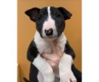 Bull terrier pups, check cost